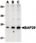 BAP29 / BCAP29 Antibody (Internal)